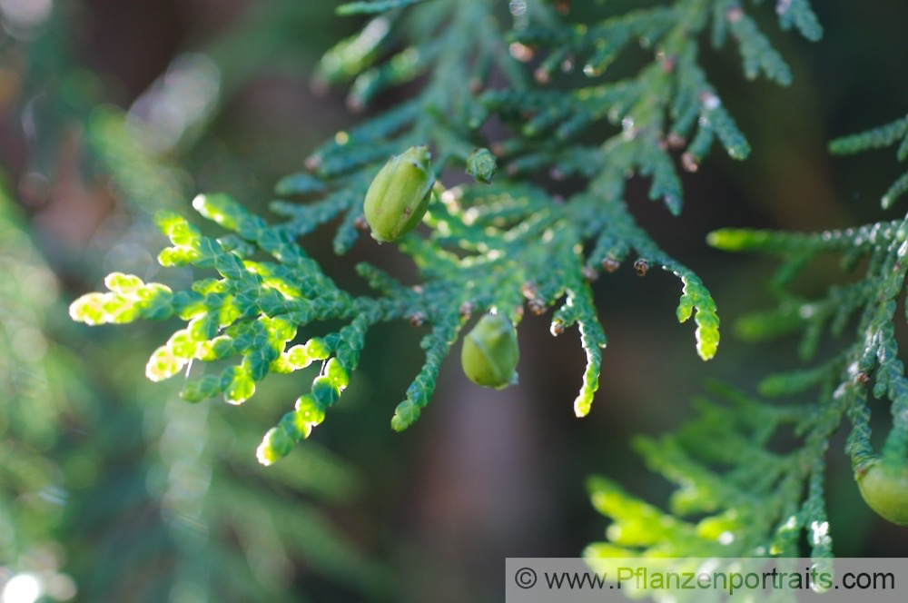 Thuja occidentalis Abendländicher Lebensbaum Arborvitae.jpg