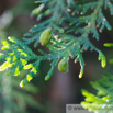 Thuja occidentalis Abendländicher Lebensbaum Arborvitae.jpg