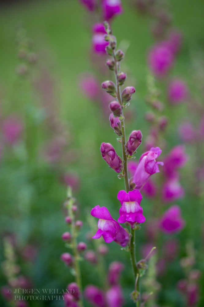 Antirrhinum majus Gartenloewenmaeulchen Common snapdragon.jpg