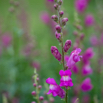 Antirrhinum majus Gartenloewenmaeulchen Common snapdragon.jpg