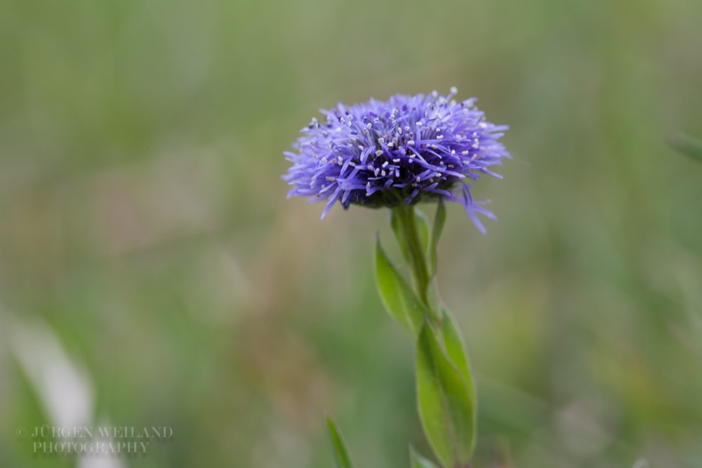 Globularia punctata Gewöhnliche Kugelblume.jpg