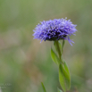 Globularia punctata Gewöhnliche Kugelblume.jpg