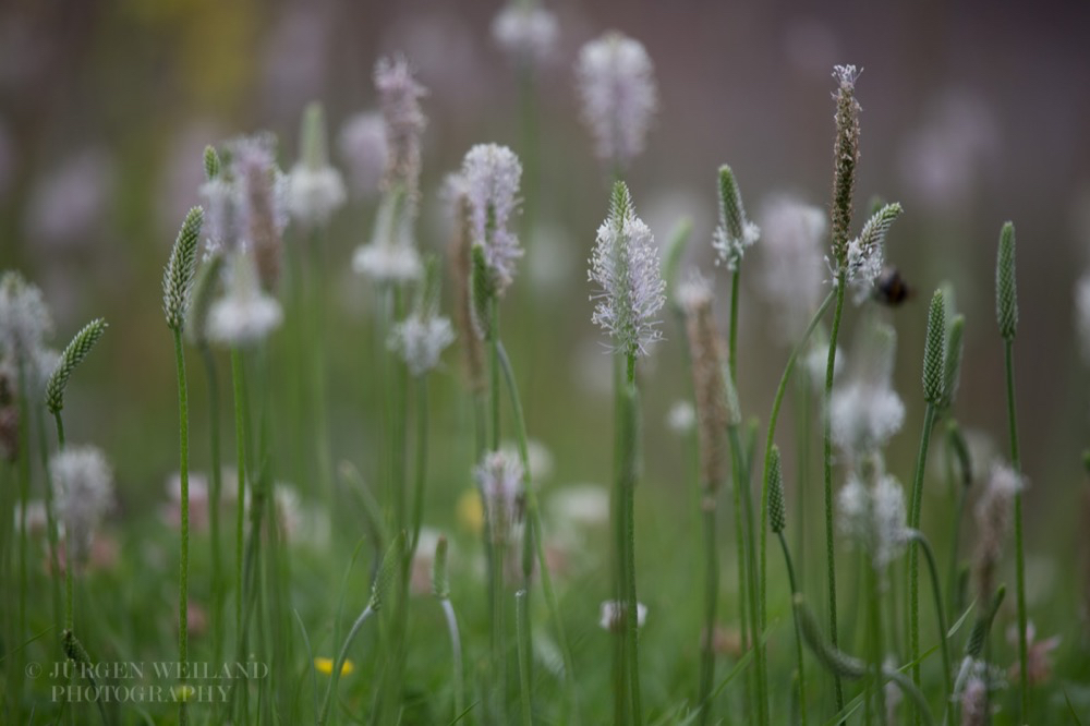 Plantago lanceolata Spitzwegerich English Plantain.jpg