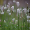 Plantago lanceolata Spitzwegerich English Plantain.jpg