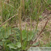 Plantago major Breit Wegerich Common Plantain 2.jpg