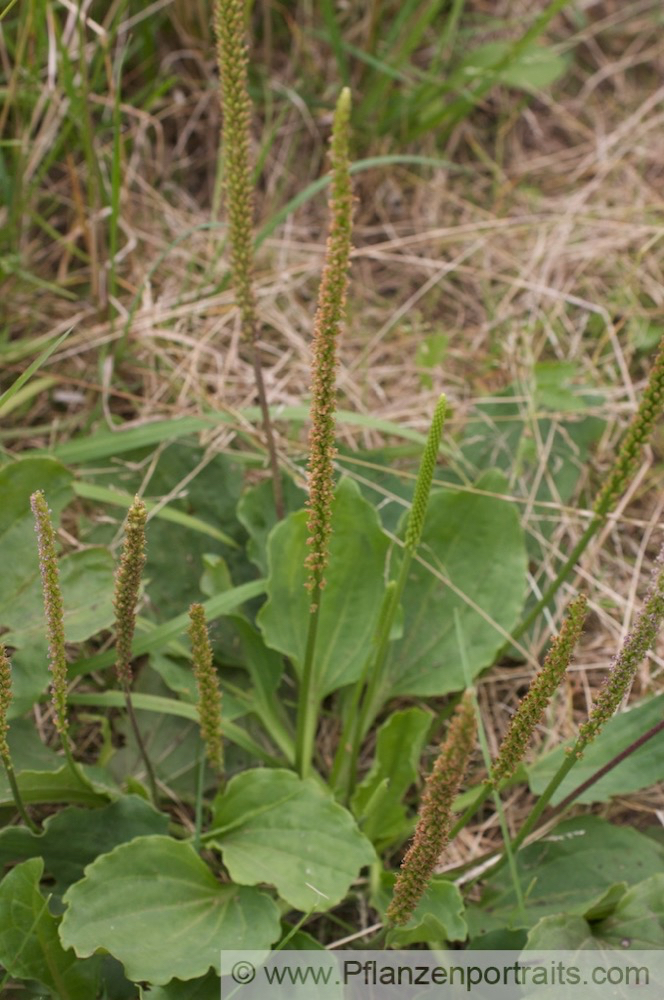 Plantago major Breit Wegerich Common Plantain 3.jpg