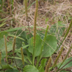 Plantago major Breit Wegerich Common Plantain 3.jpg