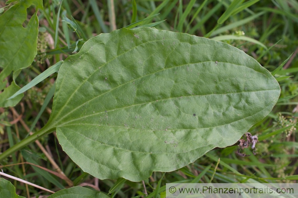 Plantago major Breit Wegerich Common Plantain.jpg