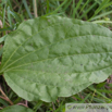 Plantago major Breit Wegerich Common Plantain.jpg