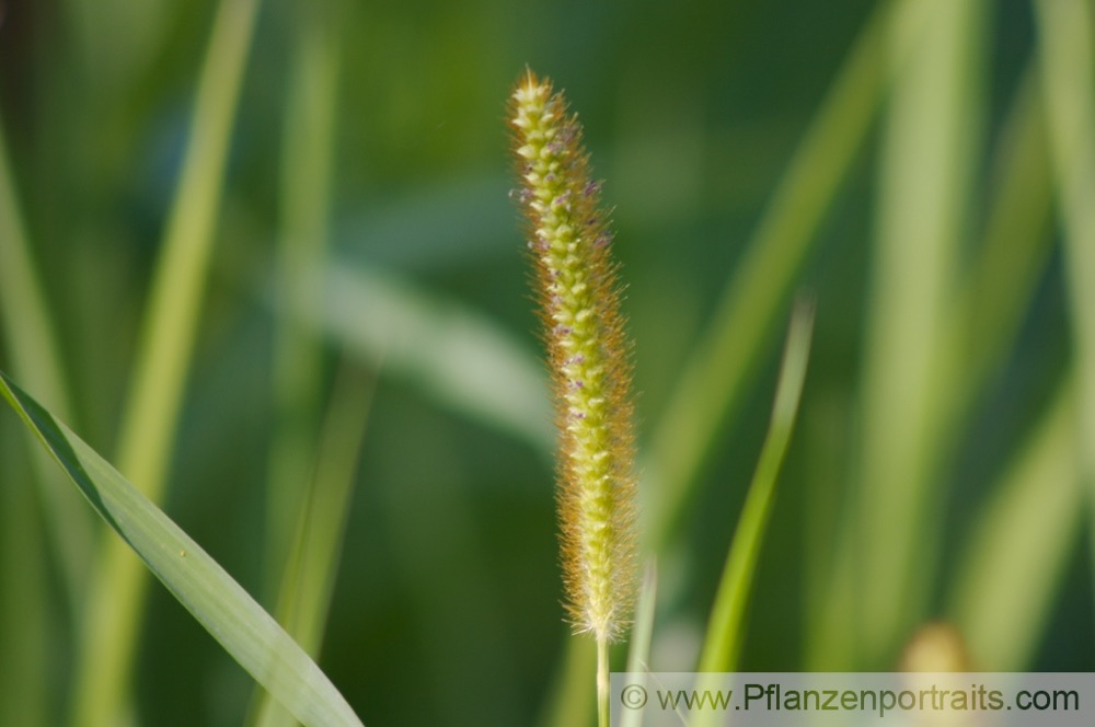 Echinochloa crus galli Hähnerhirse Barnyard Grass Cockspur 2.jpg