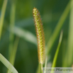 Echinochloa crus galli Hähnerhirse Barnyard Grass Cockspur 2.jpg