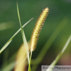 Echinochloa crus galli Hähnerhirse Barnyard Grass Cockspur.jpg