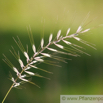 Histrix patula Flaschenbürstengras Bottle-Brush Grass 2.jpg