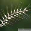 Histrix patula Flaschenbürstengras Bottle-Brush Grass.jpg