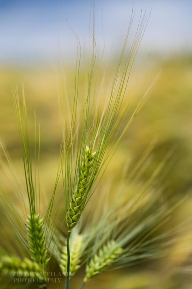 Hordeum vulgare Gerste Barley-2.jpg