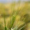 Hordeum vulgare Gerste Barley-2.jpg
