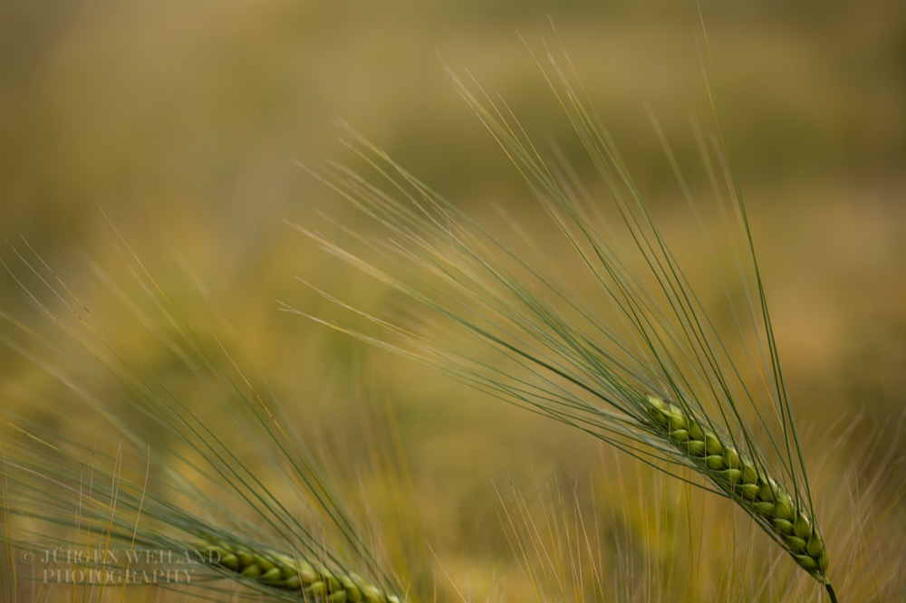Hordeum vulgare Gerste Barley.jpg