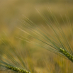Hordeum vulgare Gerste Barley.jpg