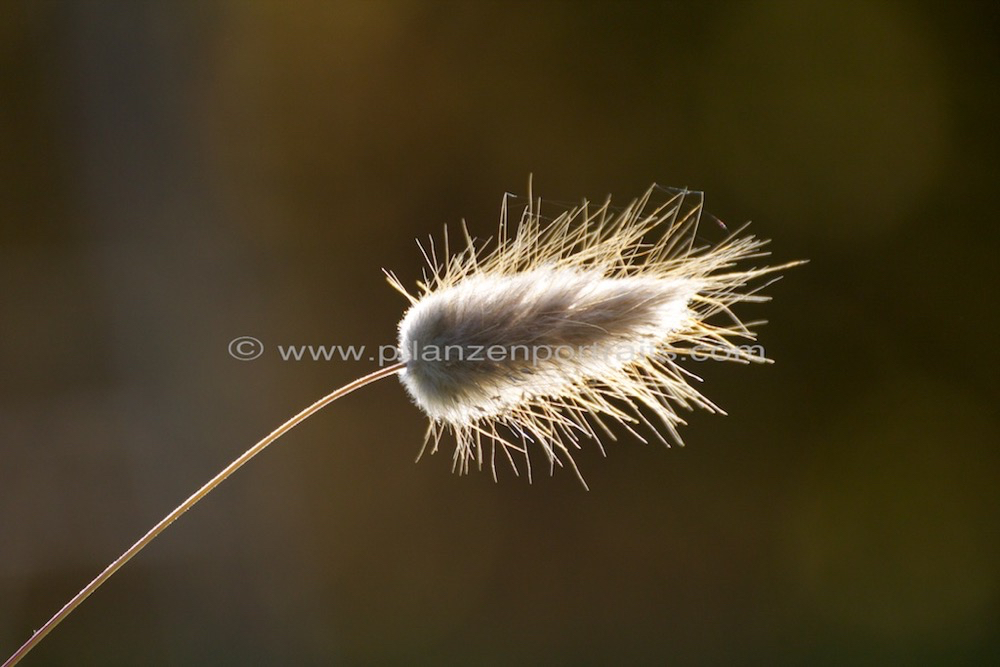 Lagurus ovatus Samtgras Hares tail grass.jpg