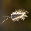 Lagurus ovatus Samtgras Hares tail grass.jpg