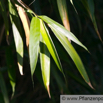 Pseudosasa japonica Japanischer Bambus Maketebambus Arrow Bamboo.jpg