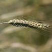 Secale cereale L. cv. Petkuser Sommerroggen.jpg