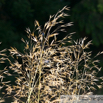 Stipa gigantea Riesen Pfriemengras Giant Feather Grass 2.jpg