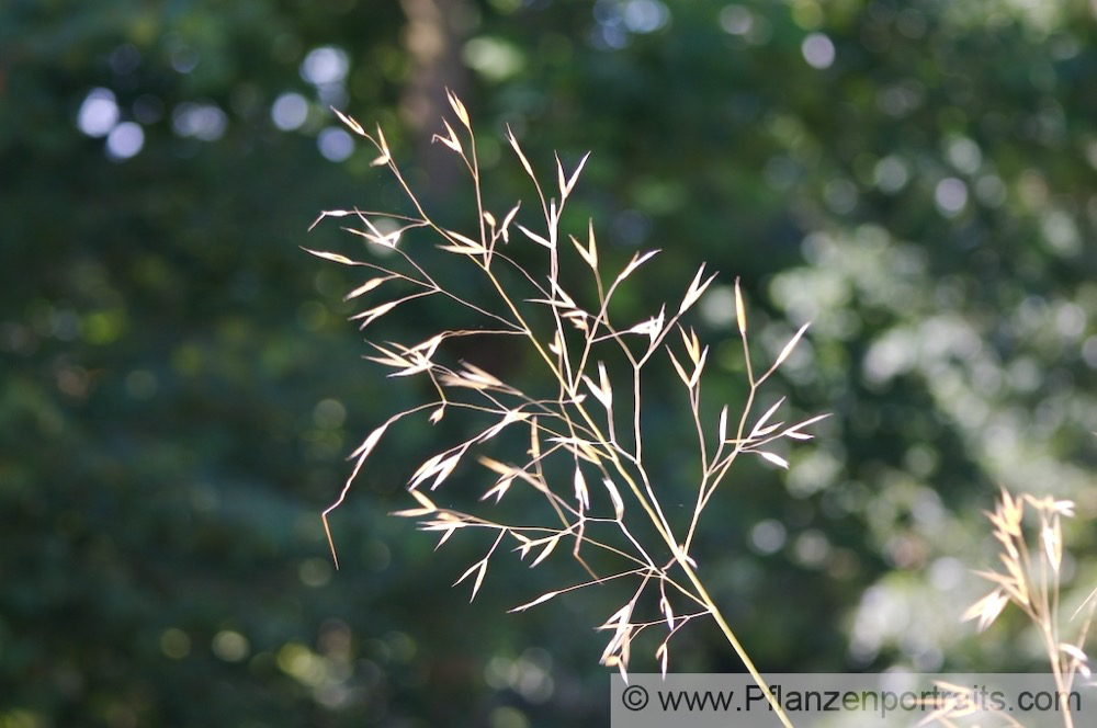 Stipa gigantea Riesen Pfriemengras Giant Feather Grass 3.jpg