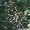 Stipa gigantea Riesen Pfriemengras Giant Feather Grass 3.jpg