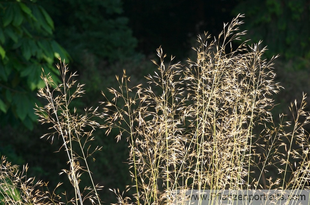 Stipa gigantea Riesen Pfriemengras Giant Feather Grass.jpg