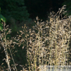 Stipa gigantea Riesen Pfriemengras Giant Feather Grass.jpg