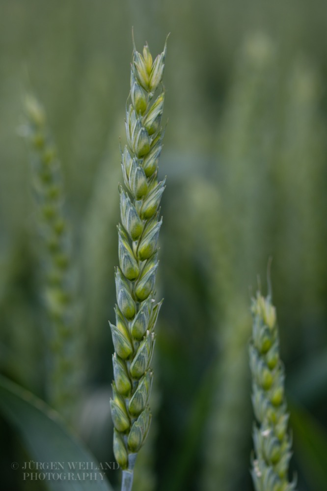 Triticum aestivum Weizen Wheat.jpg