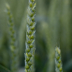 Triticum aestivum Weizen Wheat.jpg