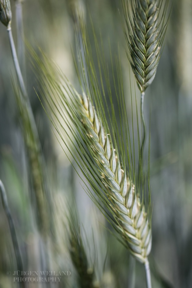 Triticum aestivum x Secale cereale cv. Ring.jpg