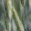 Triticum aestivum x Secale cereale cv. Ring.jpg