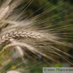 Triticum dicoccon Emmer Zweikornweizen Emmer.jpg