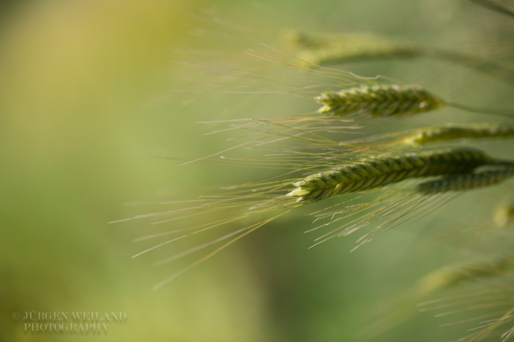 Triticum monococcum L. Einkorn.jpg