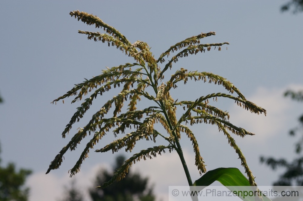 Zea mays Mais Corn Maize 2.jpg