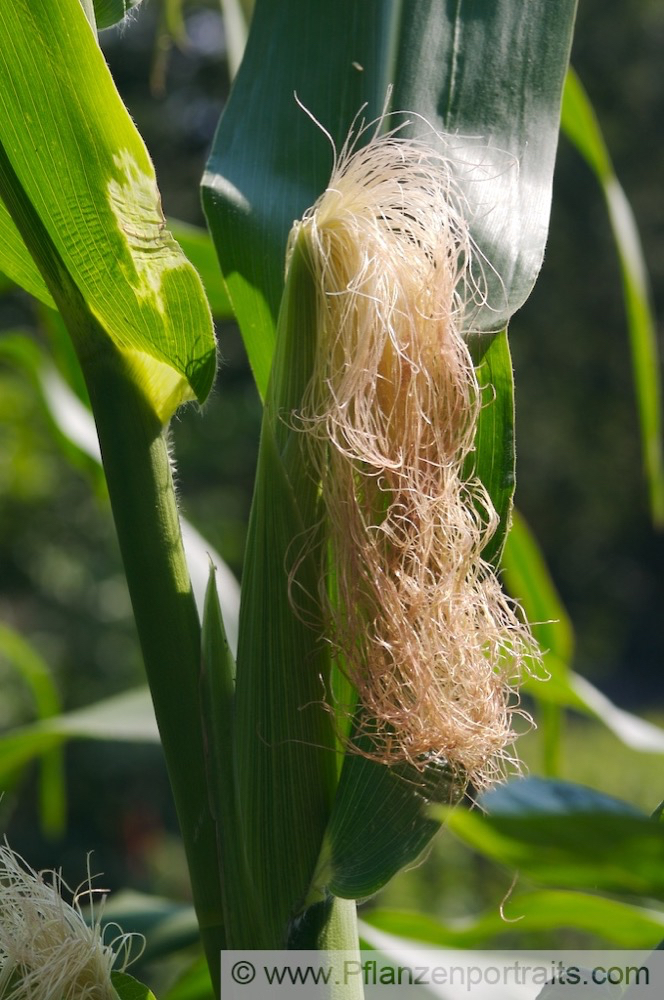 Zea mays Mais Corn Maize.jpg