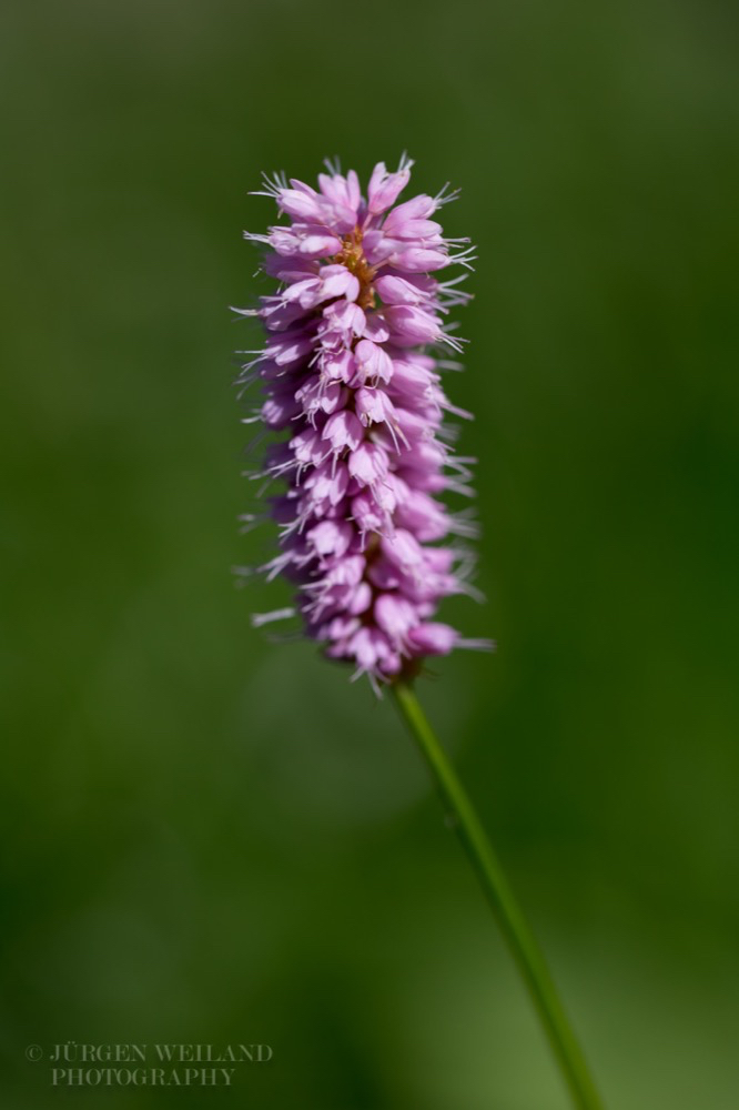 Polygonum bistorta Schlangen-Knöterich.jpg