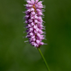 Polygonum bistorta Schlangen-Knöterich.jpg