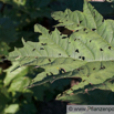 Rheum offincinale Gebraeuchlicher Rhabarber Suedchinesischer Rhabarber Chinese Rhubarb.jpg