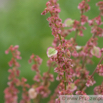 Rumex crispus Krauser Ampfer Curly Dock 2.jpg