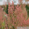 Rumex crispus Krauser Ampfer Curly Dock 3.jpg