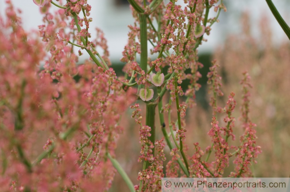 Rumex crispus Krauser Ampfer Curly Dock.jpg