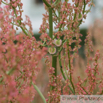 Rumex crispus Krauser Ampfer Curly Dock.jpg