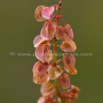 Rumex wodii Paper Hearts 2.jpg