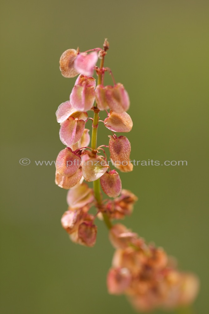 Rumex wodii Paper Hearts.jpg