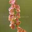 Rumex wodii Paper Hearts.jpg