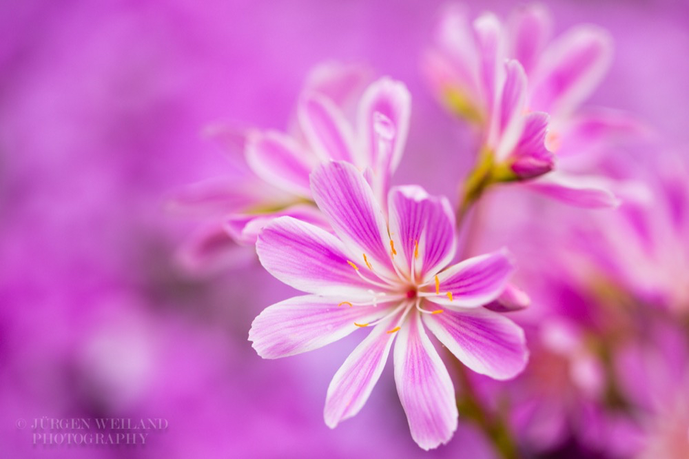 Lewisia cotyledon Gewoehnliche Bitterwurz Cliff maids.jpg